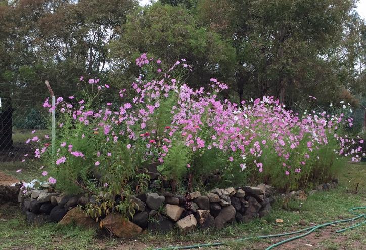 cosmos flowers lesotho