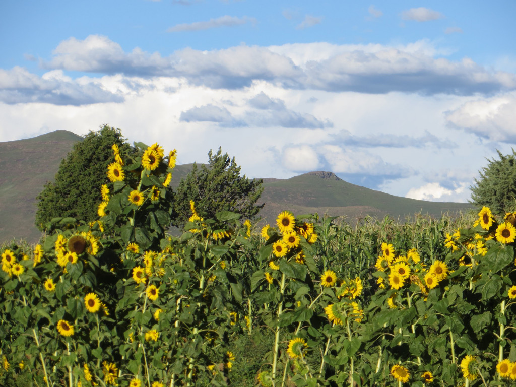 Sunflowers in Lesotho