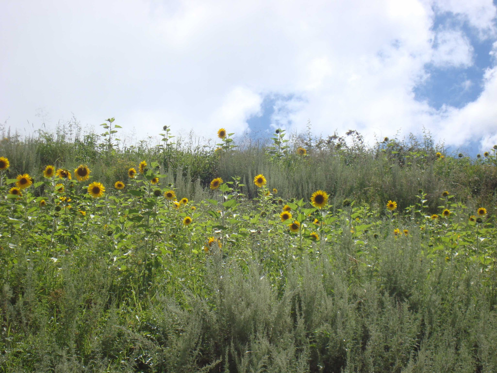 A wild field of sunflowers in rural Lesotho.