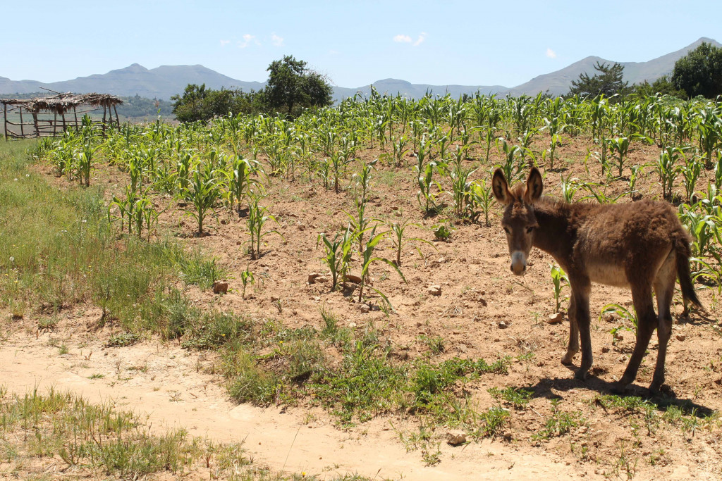 A donkey grazes in a field in rural Lesotho.